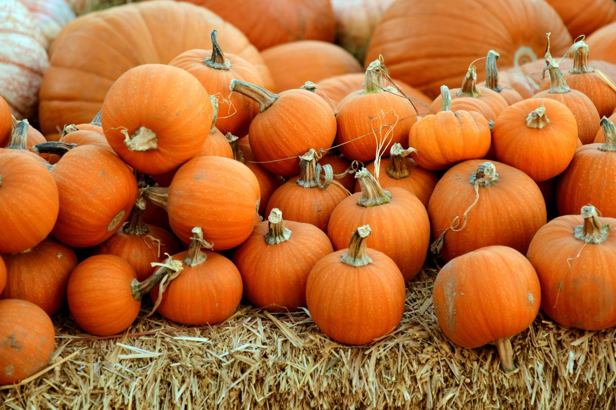 Noč čarovnic v kampu: Halloween zabave in program za otroke v kampih na Hrvaškem