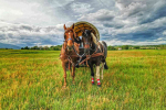 Plitvice - vožnje s kočijo & jahanje konj