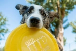 Tenuta Primero Happy Dog 