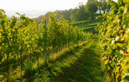 Medžimurje vinogradi