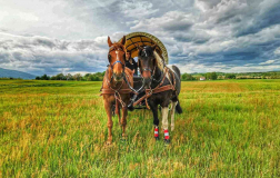 Plitvice - vožnje s kočijo & jahanje konj
