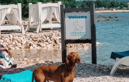 D’OR Beach Club - plaža za pse Polidor