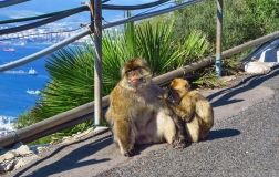 Opice Gibraltar