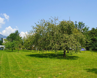 kamp Hribar Brezje