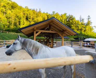 Barbana Lipizzans Camper Park - Globoko, Radovljica