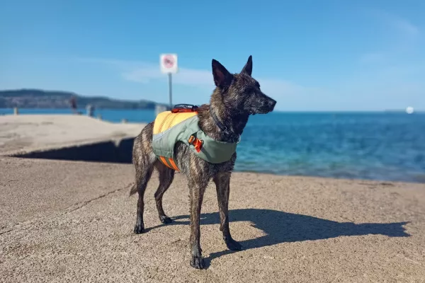 Pes na dopustu - foto: Živa Bernik